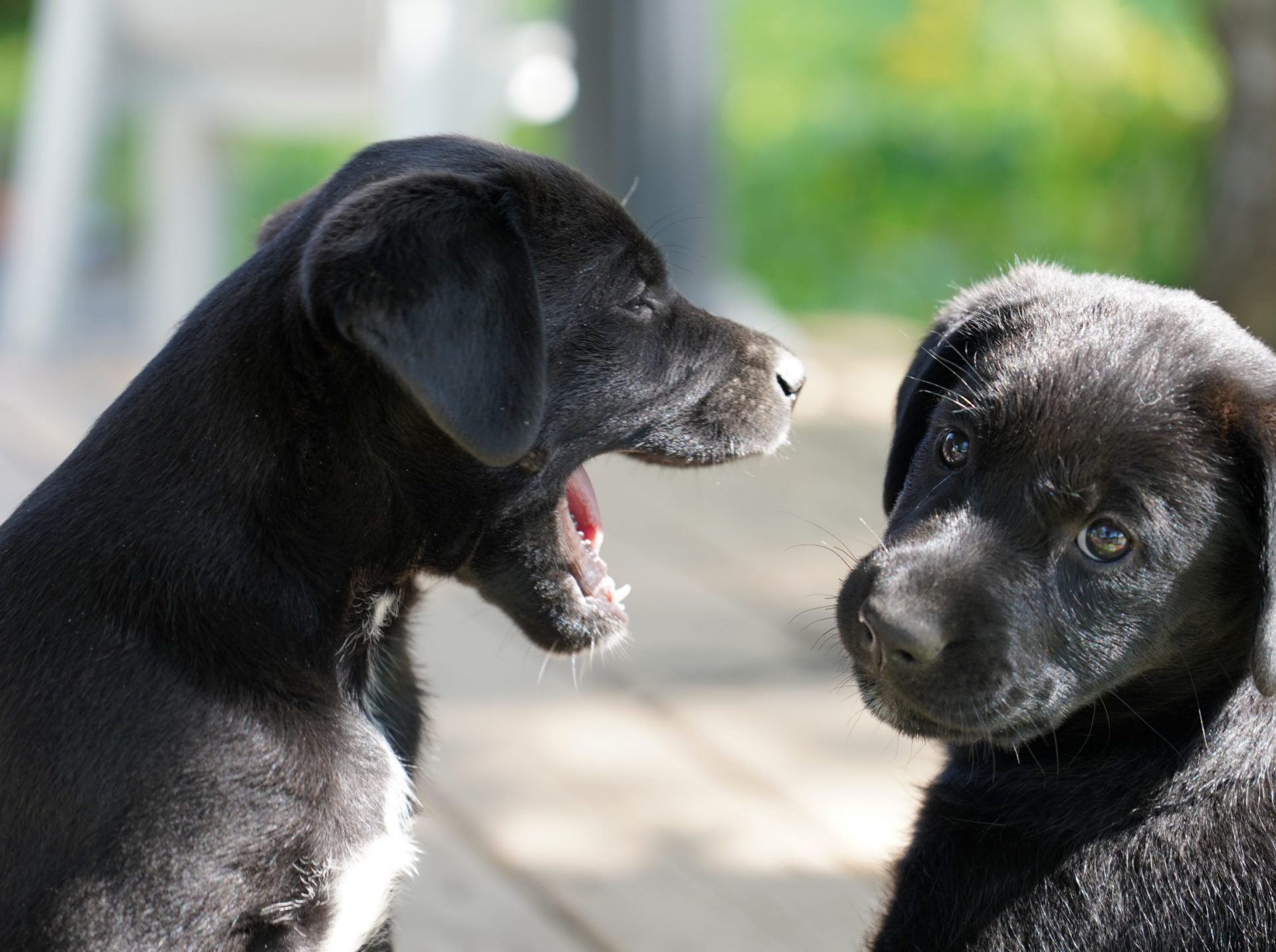 Zwei Puppies